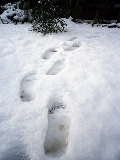 雪が降った_e0100044_23343283.jpg