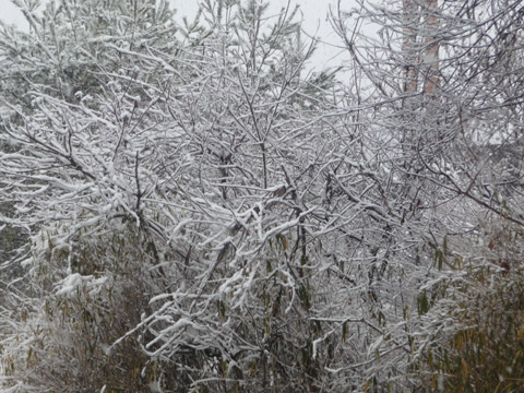 【2月14日(月)】雪…。_c0221349_1581520.jpg
