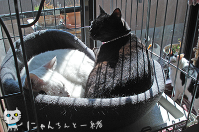やっぱりか_e0031853_542363.jpg