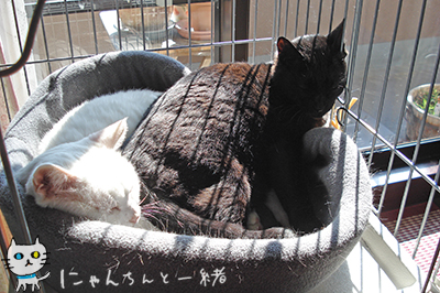 やっぱりか_e0031853_5424963.jpg