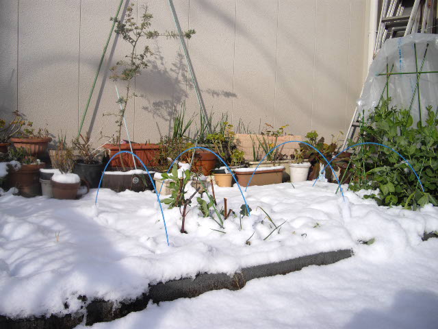 d0116059_2145886.jpg