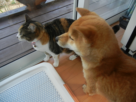 2月15日(火)遼くんの腹水がまた・・・_f0060461_21311170.jpg