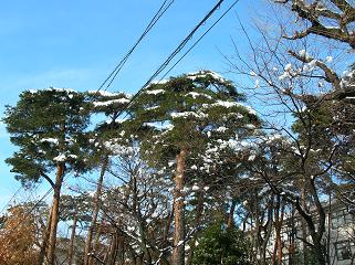 雪の東京_f0139963_23295383.jpg