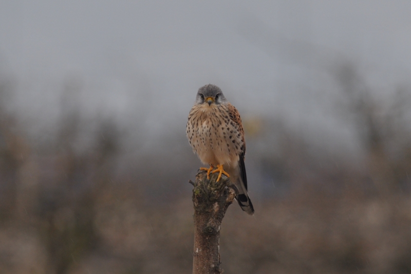 チョウゲンボウ_f0053272_23231475.jpg