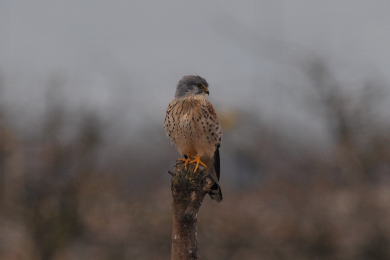 チョウゲンボウ_f0053272_23242812.jpg
