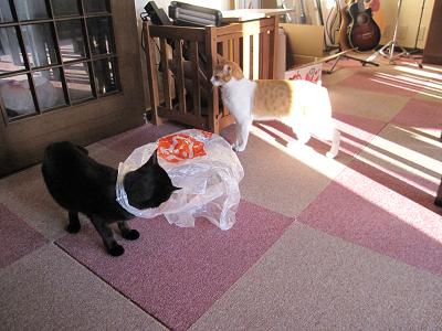 風邪気味なので休みます~(-人-)_b0019674_23365886.jpg