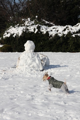 朝から雪遊び♪_c0070377_22555598.jpg