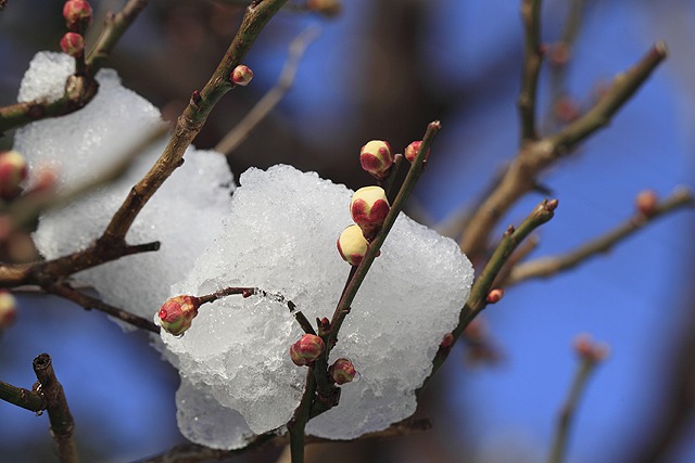 雪とワルツ♪_e0025779_2162348.jpg