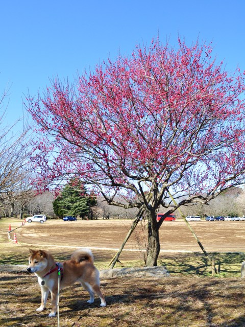 かぼちゃんの行きたい所は?_a0126590_22254229.jpg