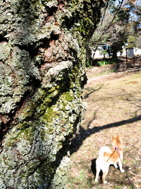 かぼちゃんの行きたい所は?_a0126590_2252333.jpg