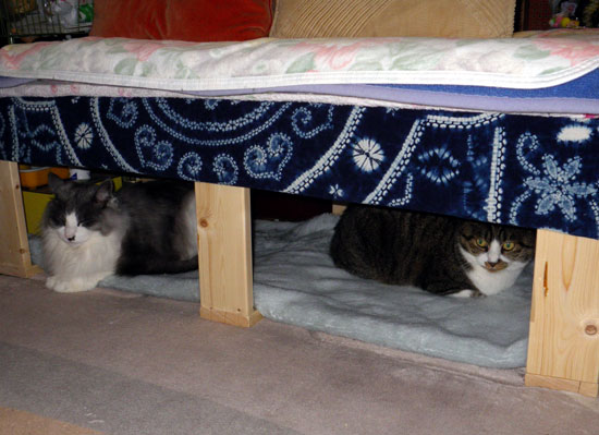 猫ベッドを作り直して、中が広くなりました（＾＾）ｖ_a0136293_16453249.jpg