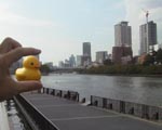 ●指の中の黄色いアヒル_d0053294_1144491.jpg