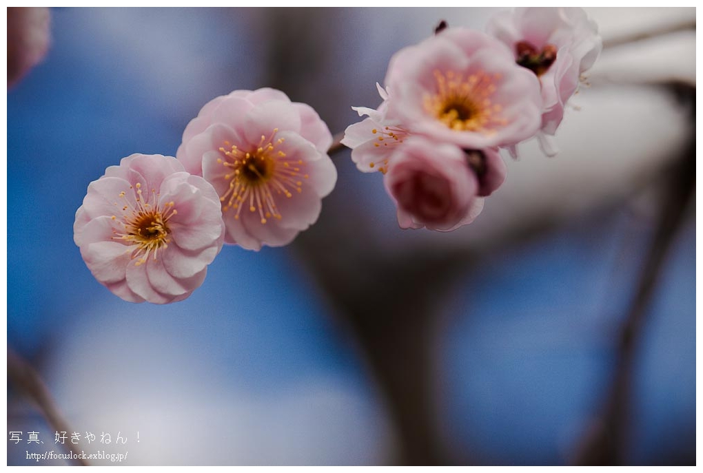 岩津天神の梅_f0220502_1732554.jpg