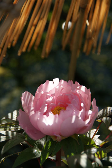 f0036603_22432170.jpg