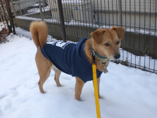 雪♪雪♪雪♪_e0209716_09119.jpg