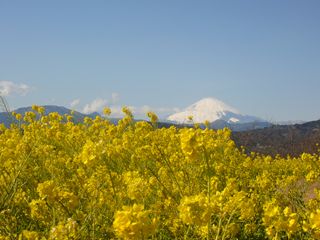 吾妻山公園　菜の花と富士山_e0205917_413499.jpg