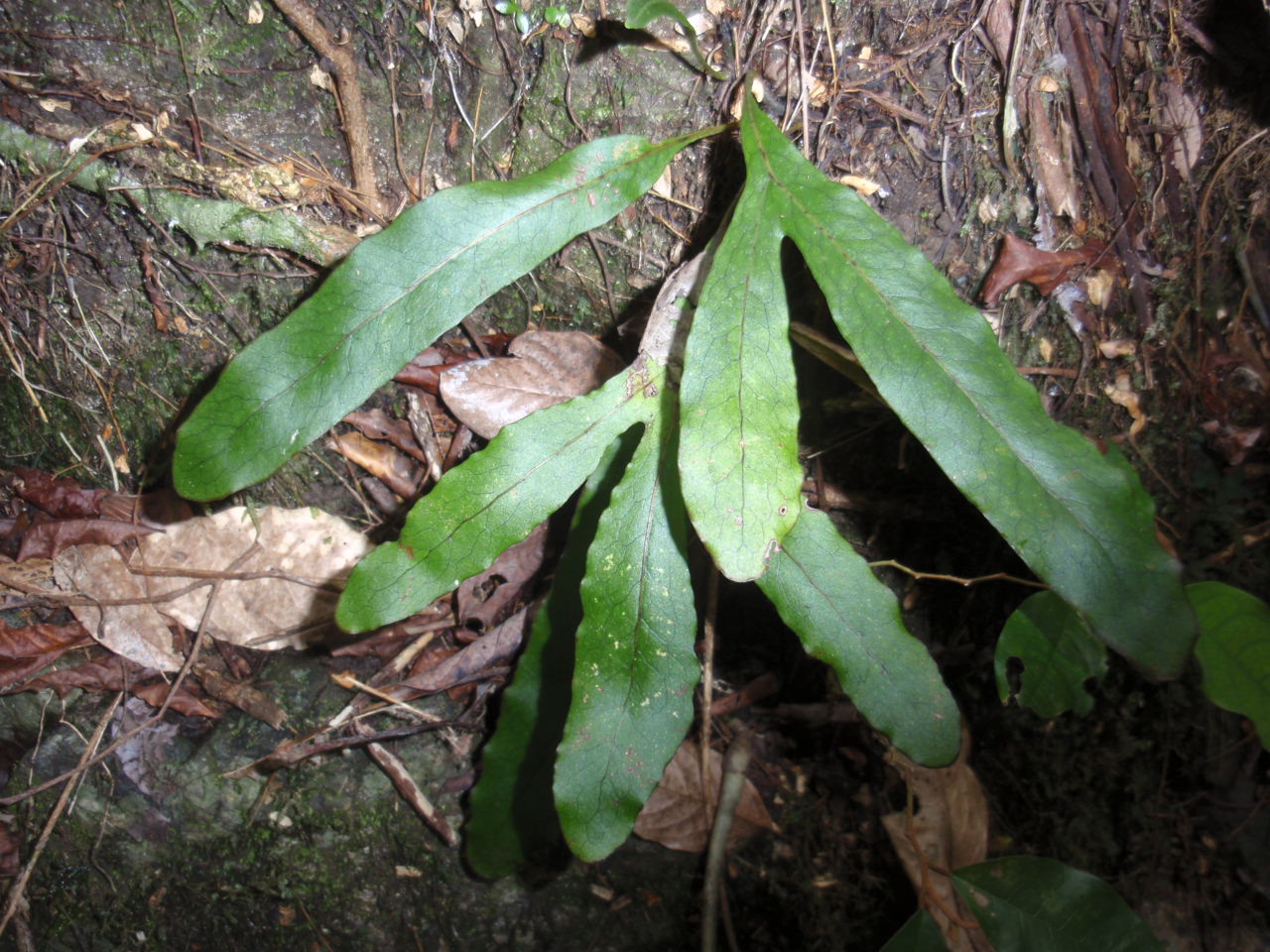 Christiopteris varians : コケシノブログ‐苔忍録‐