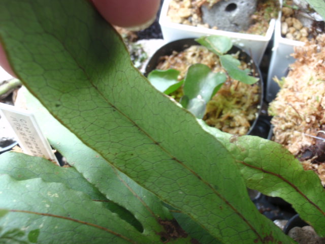 Christiopteris varians : コケシノブログ‐苔忍録‐