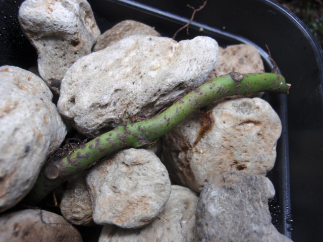 Christiopteris varians : コケシノブログ‐苔忍録‐