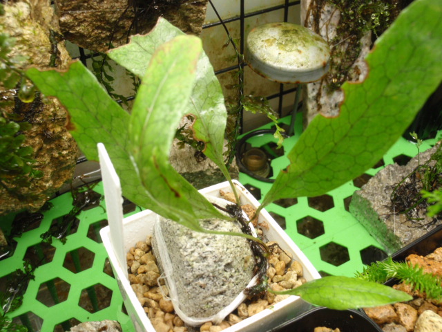 Christiopteris varians : コケシノブログ‐苔忍録‐