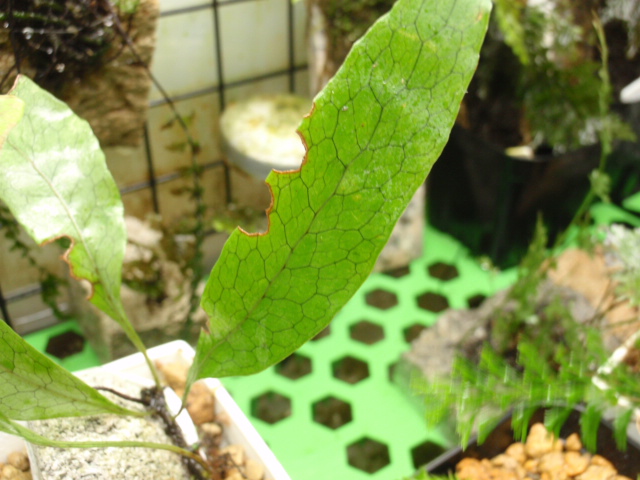 Christiopteris varians : コケシノブログ‐苔忍録‐