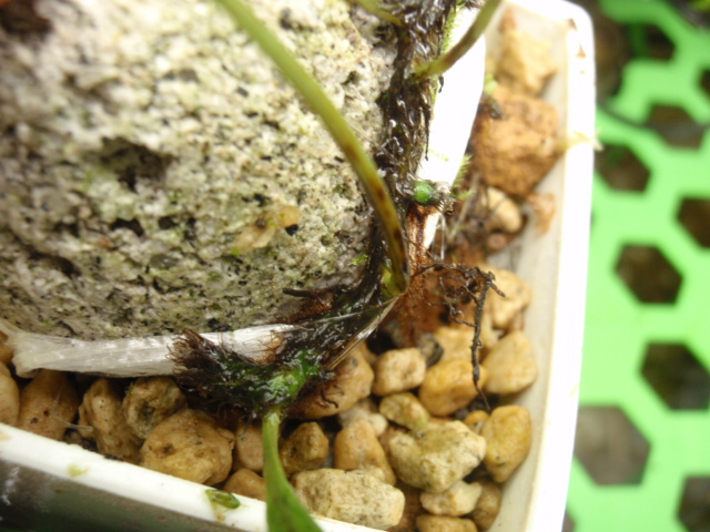 Christiopteris varians : コケシノブログ‐苔忍録‐