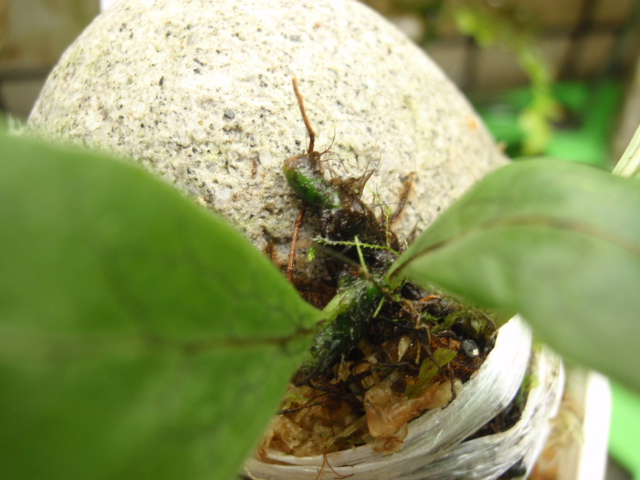 Christiopteris varians : コケシノブログ‐苔忍録‐