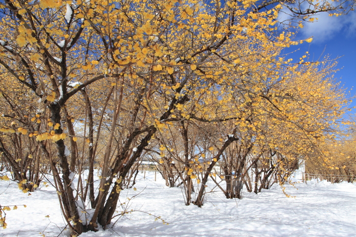 雪積もる　《ろうばいの郷》_c0215627_1028172.jpg