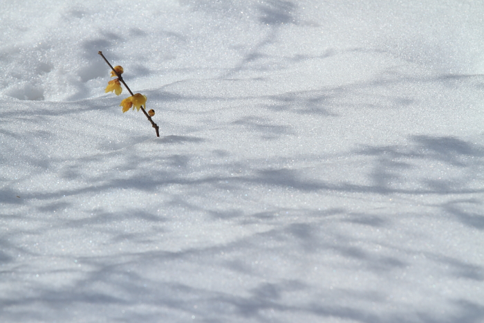 雪積もる　《ろうばいの郷》_c0215627_10291559.jpg