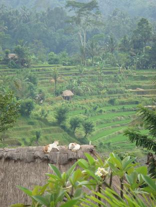 ウマアグンの屋根の上 Kucing berjemur di atas atap uma agung villa_a0120328_816734.jpg