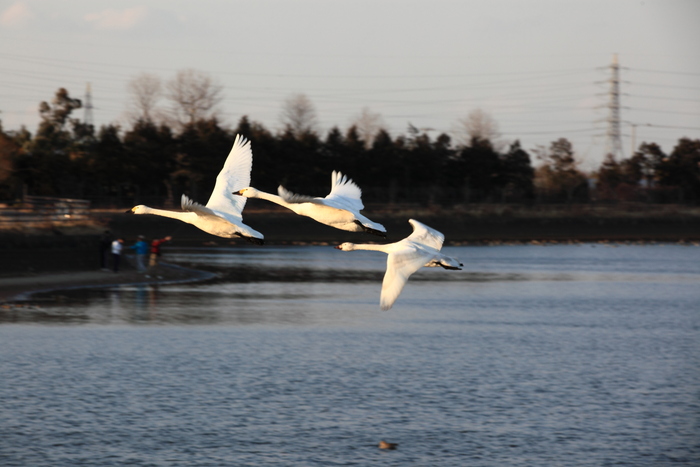 大沼の白鳥２月編_c0140729_23261417.jpg