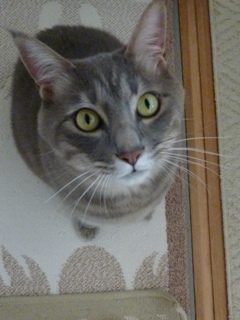 猫のお友だち ちぃちゃんあずきちゃんちょびくんまろくん編。_a0143140_23184179.jpg