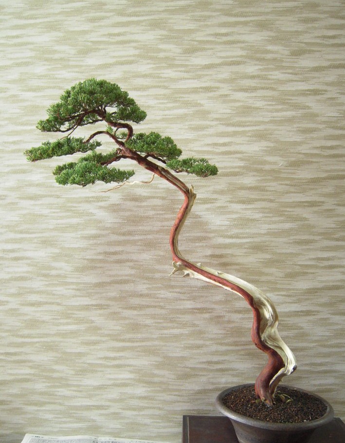 真柏 文人 : 雨宮園 ～盆栽・山野草・陶芸～ 趣味が仕事でも・・・