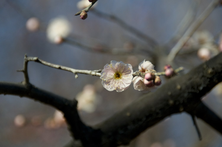 偕楽園の梅の花_f0089349_21213836.jpg