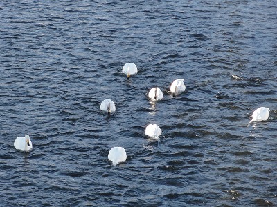 大川（魚野川）に白鳥が飛来しています_a0084753_16364993.jpg