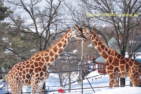 2011年になって初の動物園①_a0105160_23172032.jpg