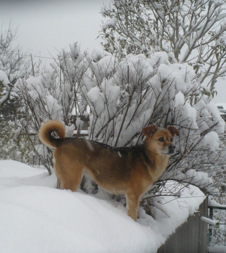 2011年2月１５日（火）　雪の中であそぶ_a0063364_04150.jpg