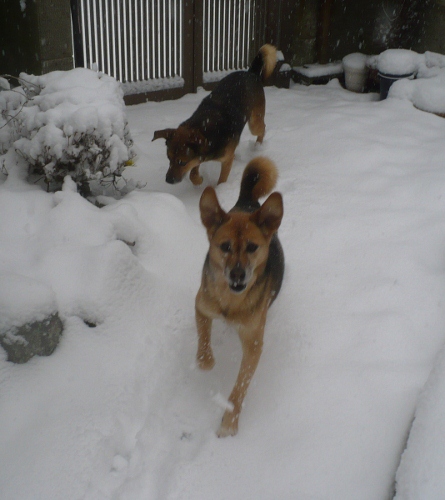 2011年2月１５日（火）　雪の中であそぶ_a0063364_053334.jpg