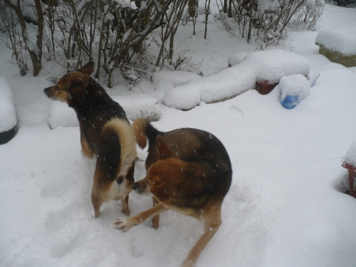 2011年2月１５日（火）　雪の中であそぶ_a0063364_05997.jpg