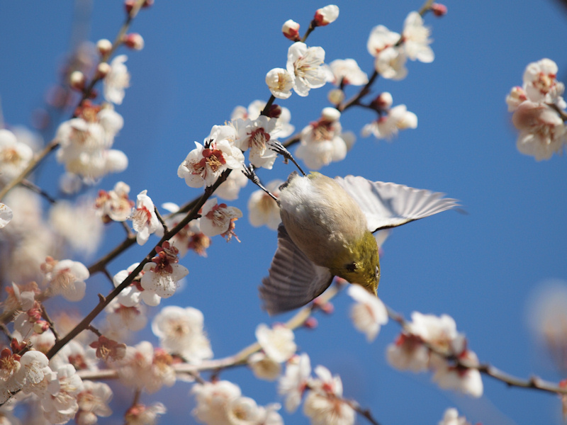 お稽古で鳥撮り_a0073065_18255727.jpg