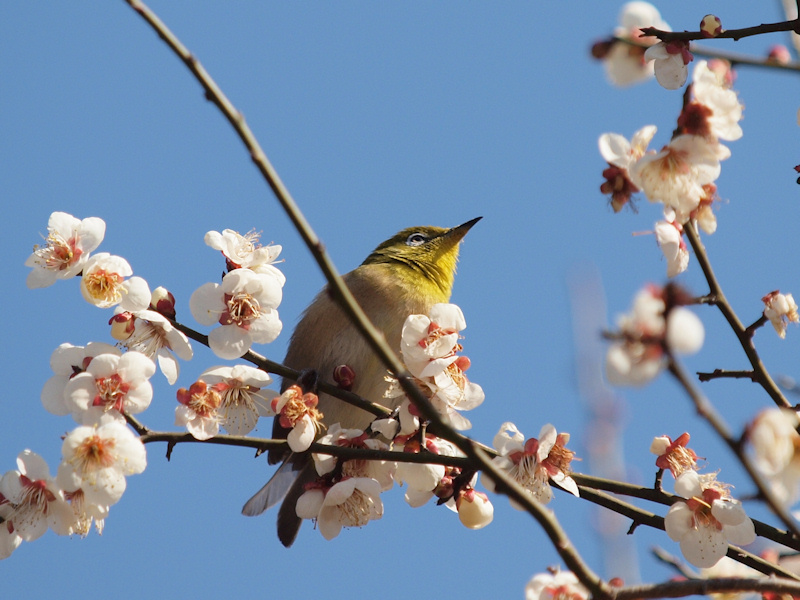 お稽古で鳥撮り_a0073065_18261776.jpg