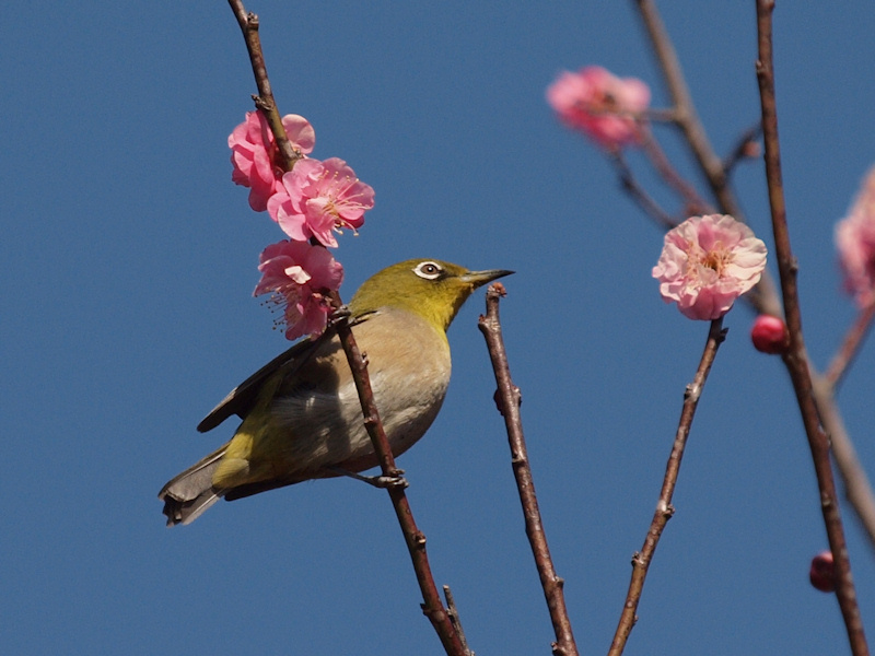 お稽古で鳥撮り_a0073065_18264580.jpg