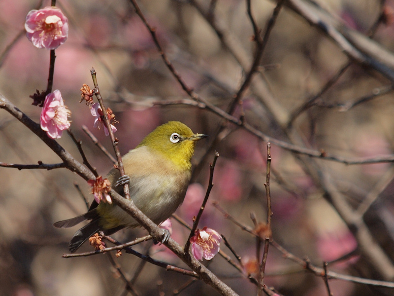 お稽古で鳥撮り_a0073065_1827771.jpg