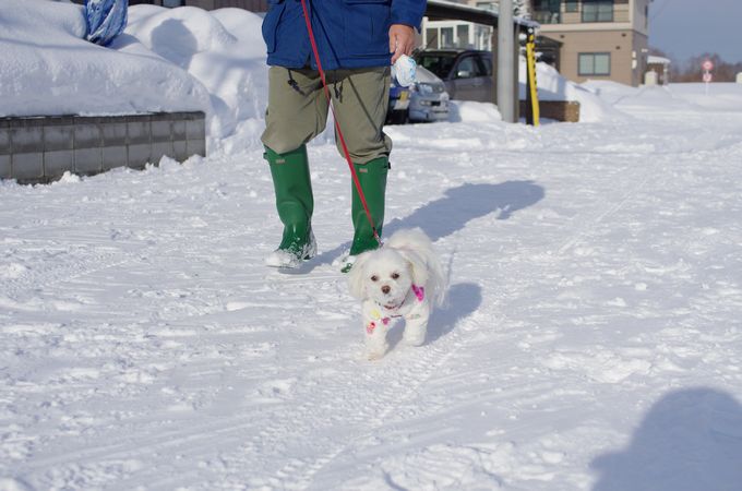 雪あかりの路～街に心にあかりを灯したい～_a0105267_12535285.jpg