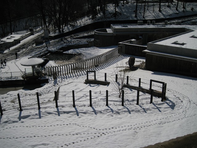 雪の多摩動物公園　その３_a0188771_7221132.jpg