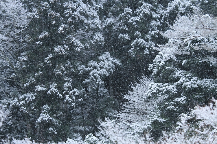 雪の高山寺_e0051888_2123161.jpg