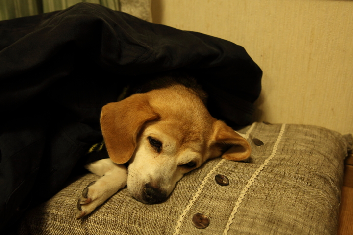 f0164989_04655.jpg