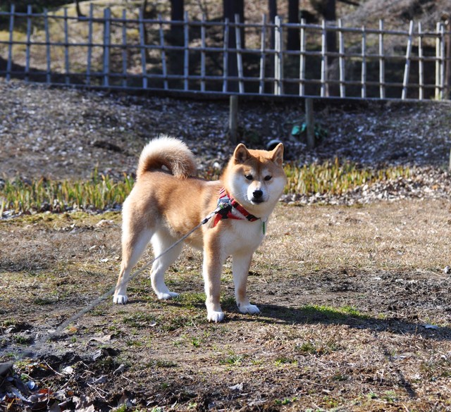 待たされかぼちゃん_a0126590_23222944.jpg