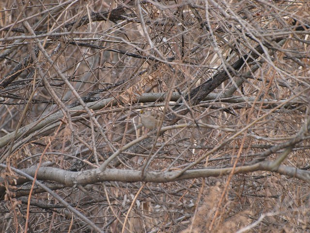 d0050693_9501912.jpg