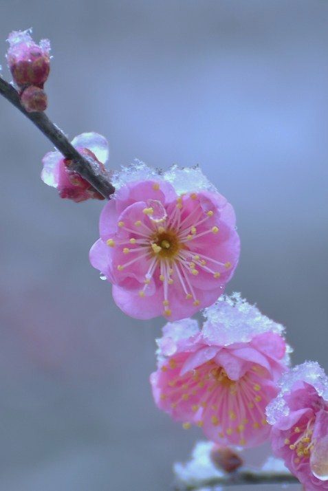 雪の花*_a0146195_1122120.jpg